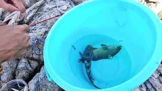 Рыбалка в Нячанге у Hang Heo встреча со стаей groupers у скалистого берега моря