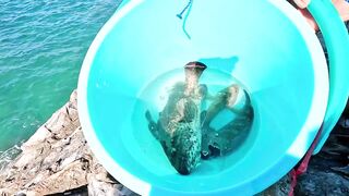 Рыбалка в Нячанге у Hang Heo встреча со стаей groupers у скалистого берега моря