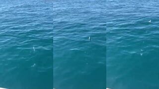 Сириус Сочи рыбалка на Чёрном море с гидом первые трофеи у каменного волнореза