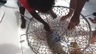 GT Sri Lanka: морская рыбалка на гигантского тревалли у скалистого берега