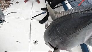 GT Sri Lanka: морская рыбалка на гигантского тревалли у скалистого берега