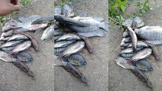 Вау рыбалка на реке в Sri Lanka мощные поклёвки и зелёные берега джунглей