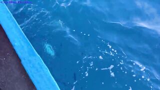 Морская рыбалка в Нячанге встреча с amberjack более 20 кг которого еле тянут к борту лодки