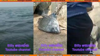 Второй день ловли рыбы на пляже Wellawatte береговая рыбалка у самого Коломбо