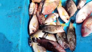 Морская рыбалка в Нячанге сверхчувствительная креветка приманка и мощные удары морского хищника