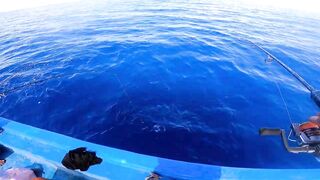 Морская рыбалка в Нячанге сверхчувствительная креветка приманка и мощные удары морского хищника