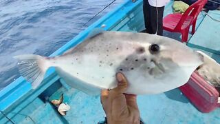 Морская рыбалка в Нячанге сверхчувствительная креветка приманка и мощные удары морского хищника