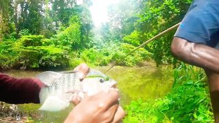 Удивительная ловля крупной tilapia на крючок в речных зарослях Sri Lanka