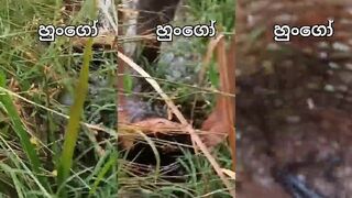 Так рыбу ловит вся компания на побережье Sri Lanka весёлый выезд к морю с удочками