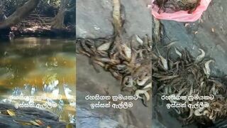 Секретный способ ловли креветок и рыбы на Sri Lanka: ночная техника берегов