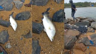 Рыбалка на Sri Lanka охота за barramundi на тропической реке среди зелёных джунглей