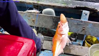 Жадная рыба в Нячанге клюёт одна за другой морская рыбалка прямо с берега