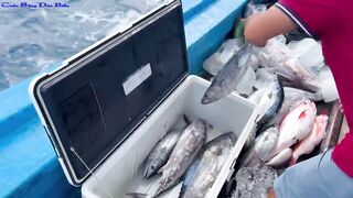 Жадная рыба в Нячанге клюёт одна за другой морская рыбалка прямо с берега