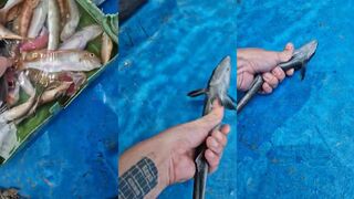 Прилипала в Нячанге редкая рыба на крючке отпуск трофея и честная рыбалка во Вьетнаме