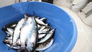 Севастополь рыбалка Kokos 2019 - береговые забросы на Чёрном море ранним утром