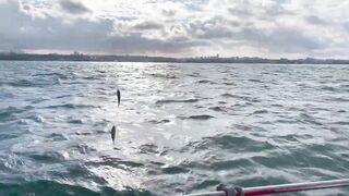 Рыбалка и дельфины в Севастополе Чёрное море и удивительные соседи по улову