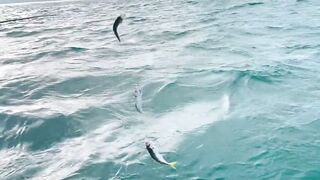 Рыбалка и дельфины в Севастополе Чёрное море и удивительные соседи по улову