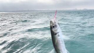 Рыбалка и дельфины в Севастополе Чёрное море и удивительные соседи по улову