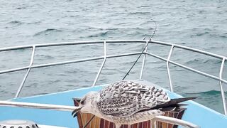 Рыбалка и дельфины в Севастополе Чёрное море и удивительные соседи по улову