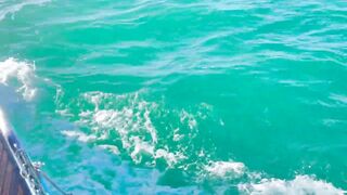 Рыбалка и дельфины в Севастополе Чёрное море и удивительные соседи по улову