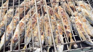 Рыбалка и дельфины в Севастополе Чёрное море и удивительные соседи по улову