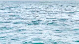 Рыбалка и дельфины в Севастополе Чёрное море и удивительные соседи по улову