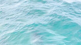 Рыбалка и дельфины в Севастополе Чёрное море и удивительные соседи по улову