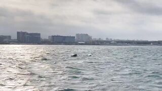 Рыбалка и дельфины в Севастополе Чёрное море и удивительные соседи по улову