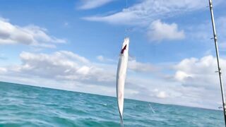 Рыбалка и дельфины в Севастополе Чёрное море и удивительные соседи по улову