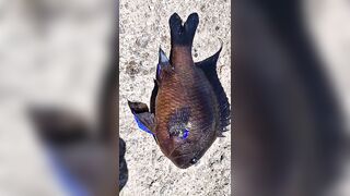 Rockfishing и beachfishing день когда не сидишь на месте и облавливаешь берег