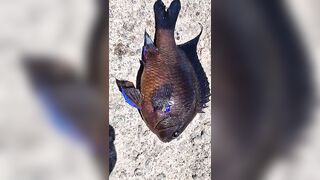 Rockfishing и beachfishing день когда не сидишь на месте и облавливаешь берег