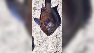 Rockfishing и beachfishing день когда не сидишь на месте и облавливаешь берег