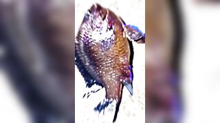 Rockfishing и beachfishing день когда не сидишь на месте и облавливаешь берег