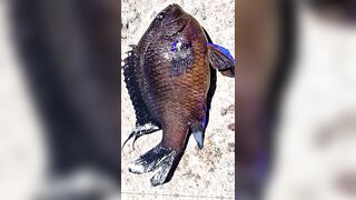 Rockfishing и beachfishing день когда не сидишь на месте и облавливаешь берег