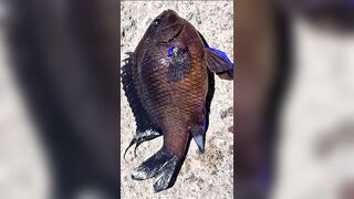 Rockfishing и beachfishing день когда не сидишь на месте и облавливаешь берег