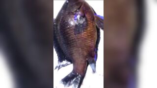 Rockfishing и beachfishing день когда не сидишь на месте и облавливаешь берег