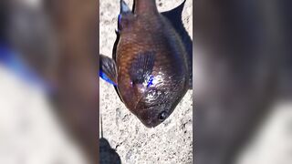 Rockfishing и beachfishing день когда не сидишь на месте и облавливаешь берег