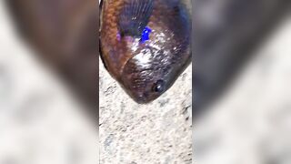 Rockfishing и beachfishing день когда не сидишь на месте и облавливаешь берег