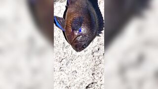 Rockfishing и beachfishing день когда не сидишь на месте и облавливаешь берег