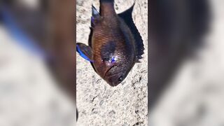 Rockfishing и beachfishing день когда не сидишь на месте и облавливаешь берег