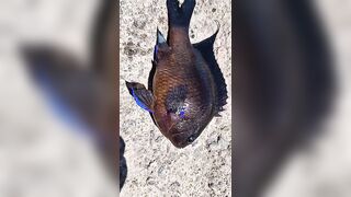 Rockfishing и beachfishing день когда не сидишь на месте и облавливаешь берег