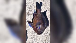 Rockfishing и beachfishing день когда не сидишь на месте и облавливаешь берег