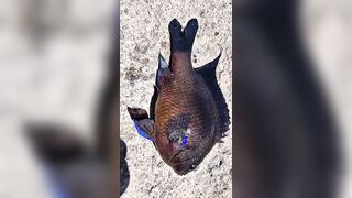 Rockfishing и beachfishing день когда не сидишь на месте и облавливаешь берег