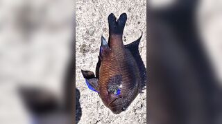 Rockfishing и beachfishing день когда не сидишь на месте и облавливаешь берег