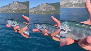 Морская рыбалка в Крыму пеламида у мыса Ласпи как проходит осенний выход в море