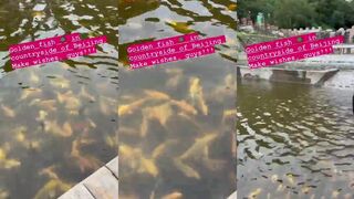 Golden fish что за золотая рыба трофей или просто удачный кадр с рыбалки