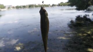 Лучшее место для бесплатной рыбалки в Пекине дикий карась и другая мелочь клюют без остановки