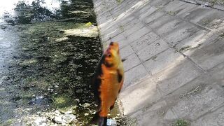 Лучшее место для бесплатной рыбалки в Пекине дикий карась и другая мелочь клюют без остановки