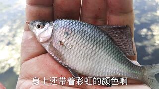 Лучшее место для бесплатной рыбалки в Пекине дикий карась и другая мелочь клюют без остановки