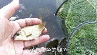 Лучшее место для бесплатной рыбалки в Пекине дикий карась и другая мелочь клюют без остановки